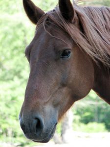 Horse and vaccines