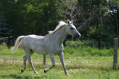 happy horse