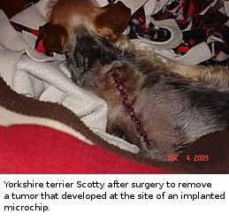 yorkshire terrier with microchip associated cancer